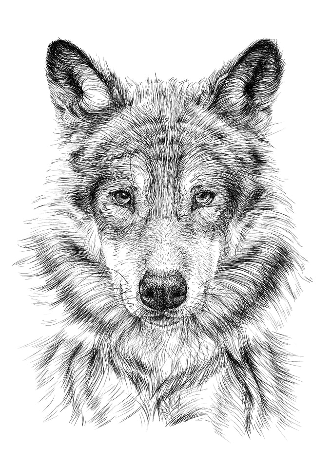 Wolf portrait
