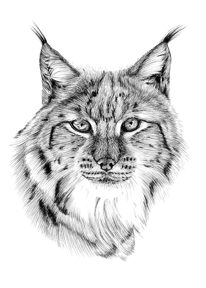Lynx portrait