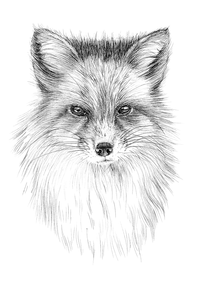 Red fox portrait