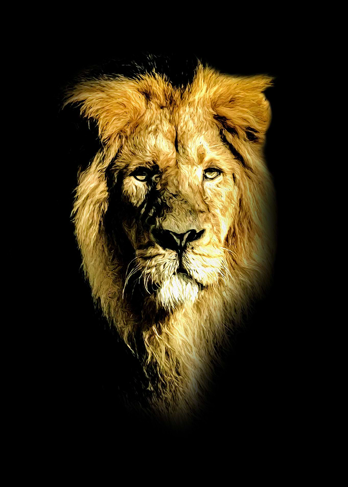 Lion portrait