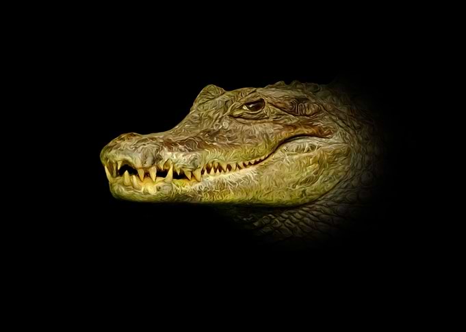 Crocodile