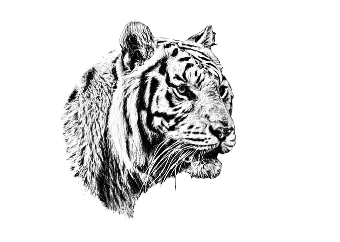 Tiger portrait