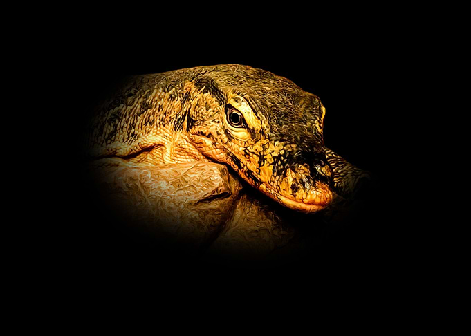 Monitor lizard