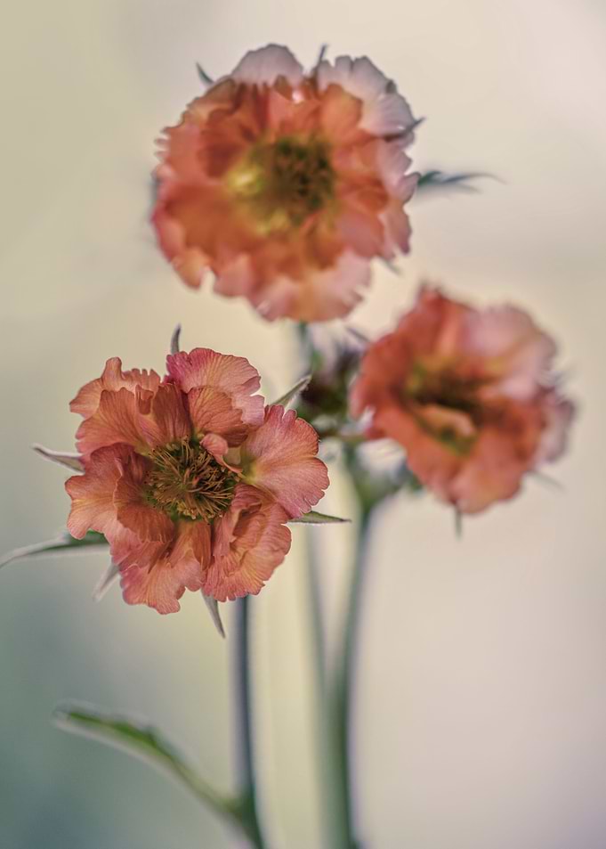 Pink Bennets