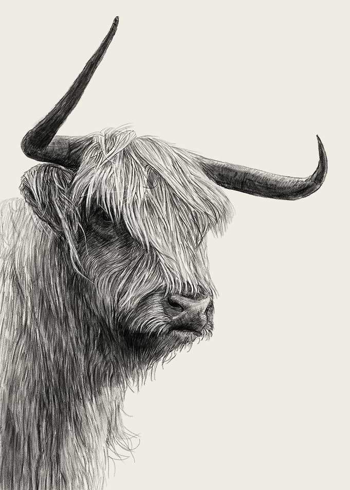 Highland Cow Drawing Art