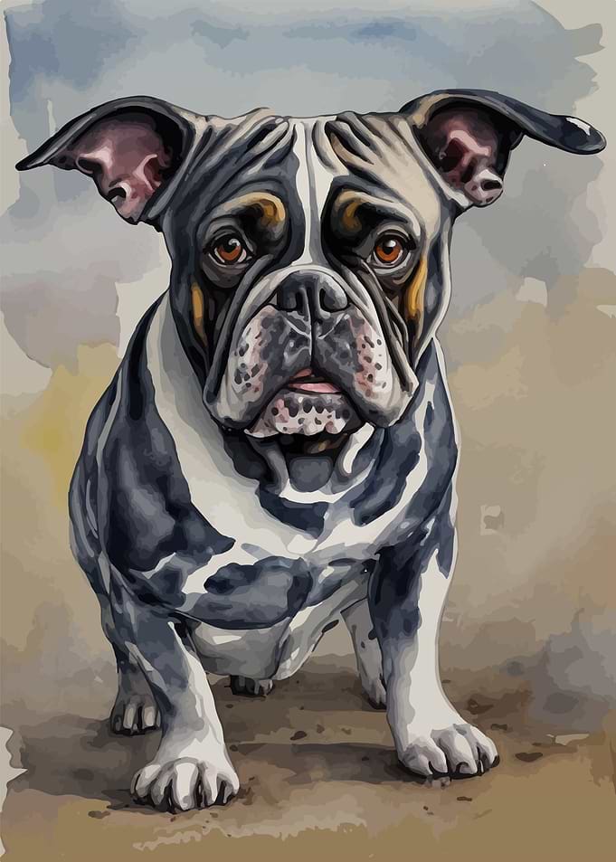French bulldog