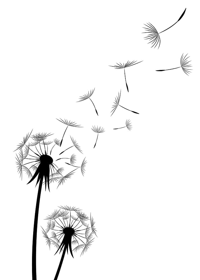 Dreams Come True Dandelion
