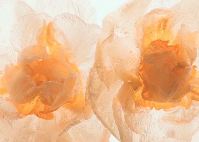 Narcissus tazetta in ice 4