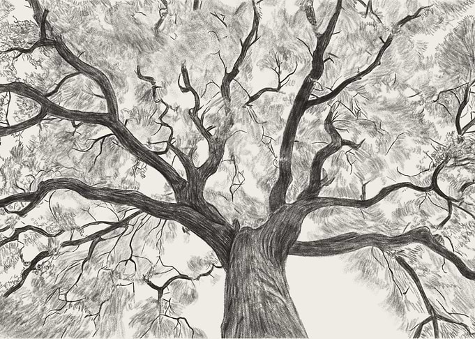 Oak Drawing Oak Tree