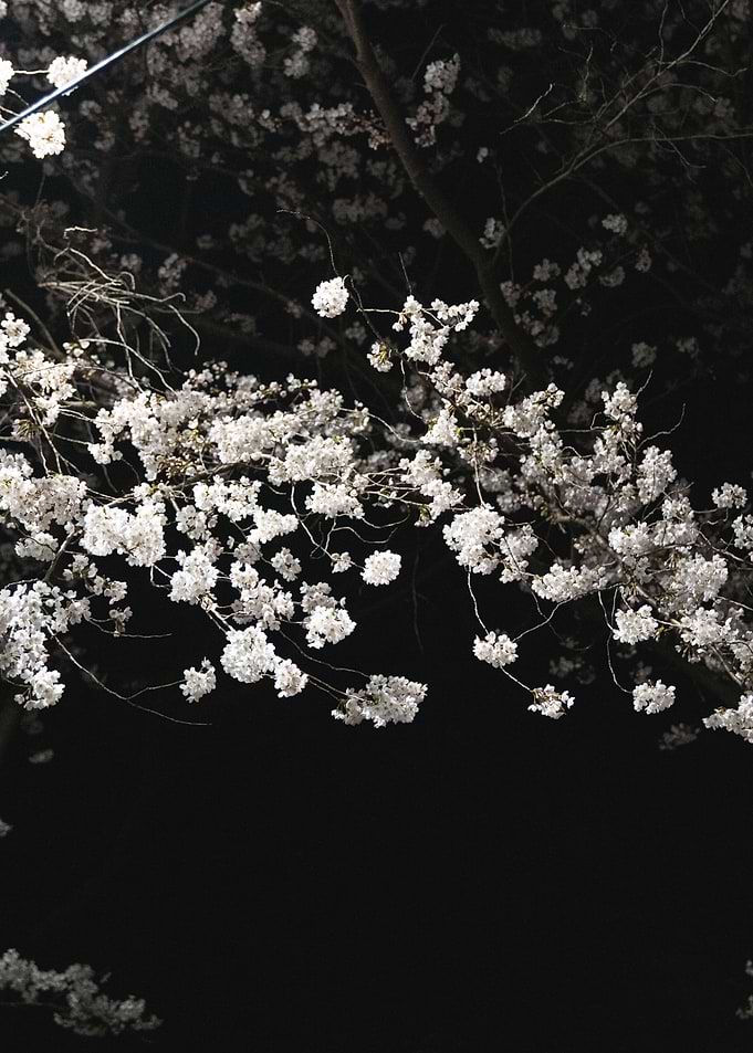 Cherry Blossoms at Night