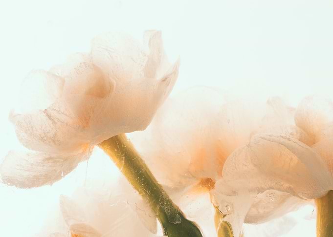 Narcissus tazetta in ice 1