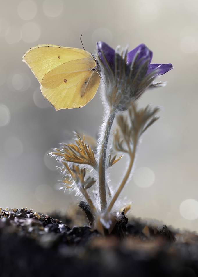 In my garden