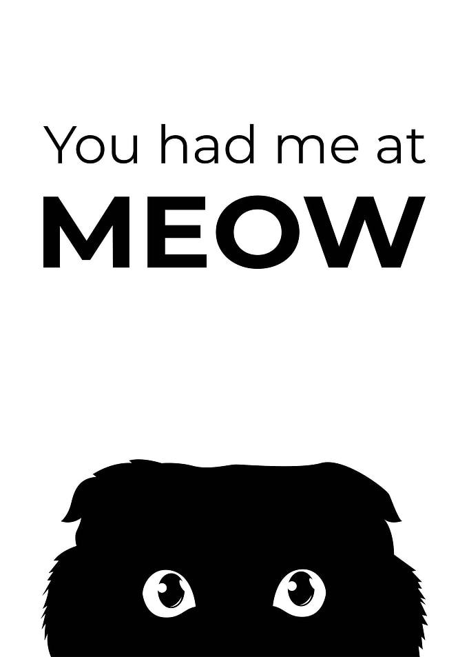 Funny Cat Quotes Animals