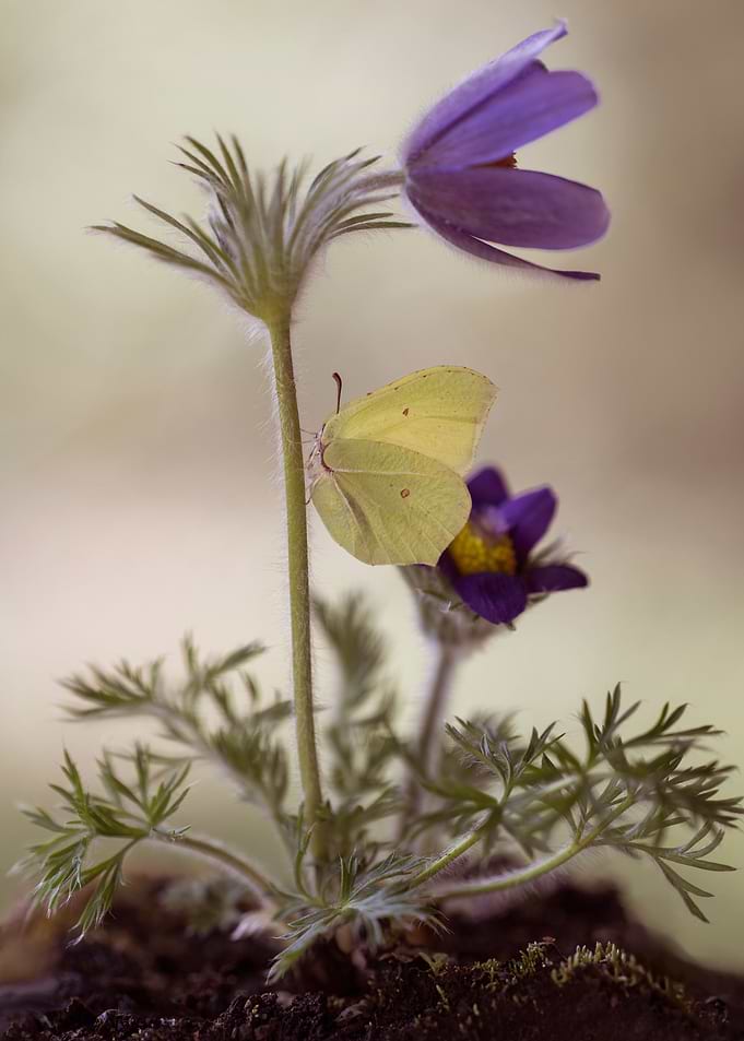 Garden Stories 30