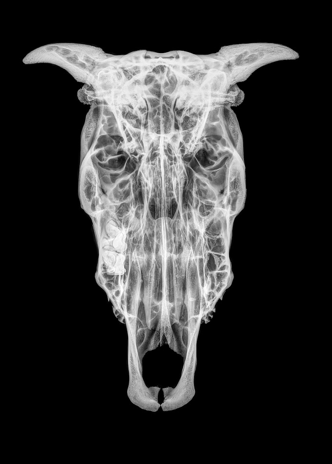 skull of a cow x ray