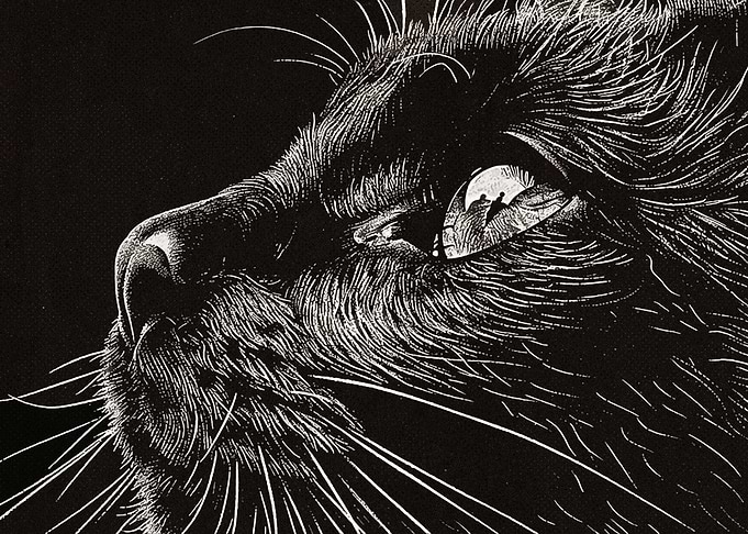 Black Cat