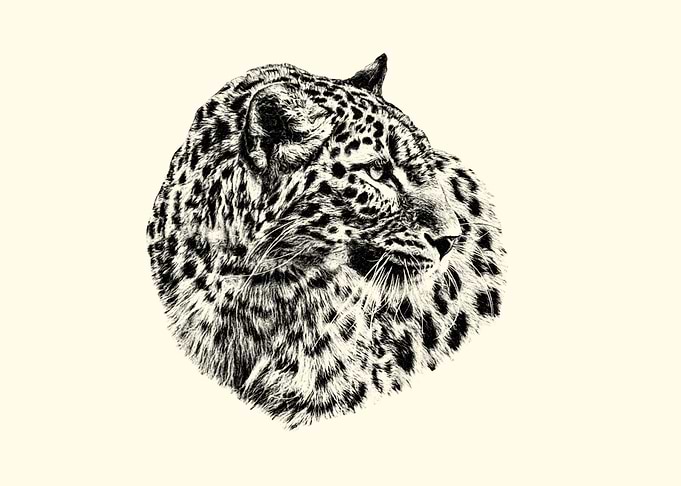 Leopard portrait