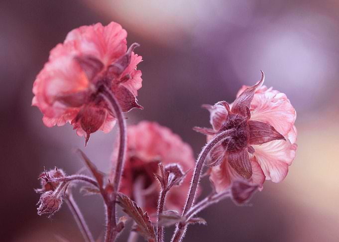 Spring flowers