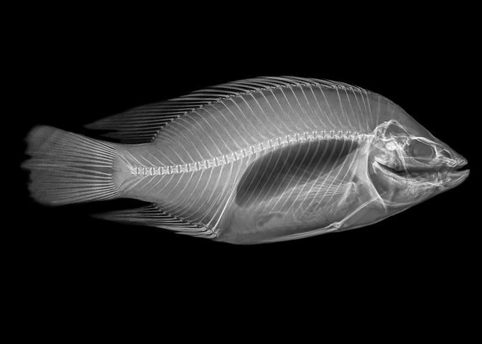 fish on black background