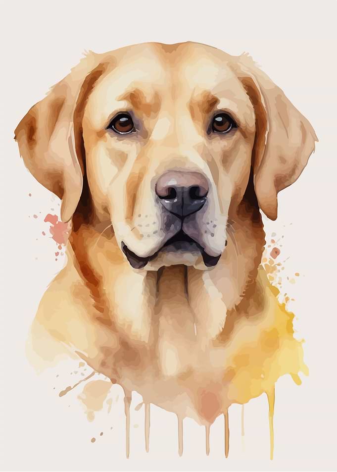 Labrador retriever