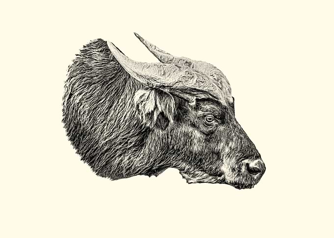 African forest buffalo