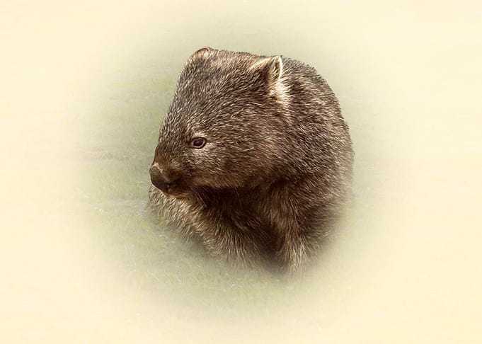 wombat