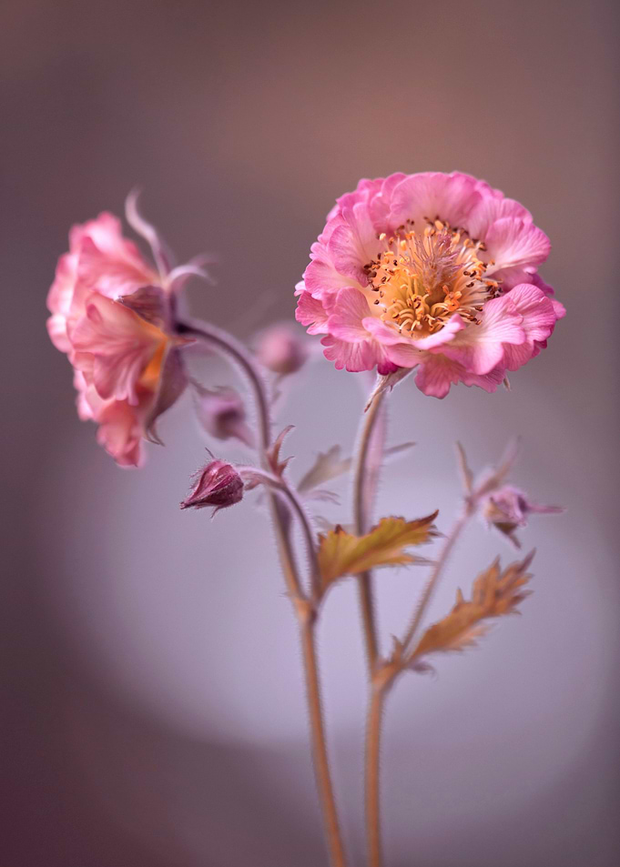 Spring flowers