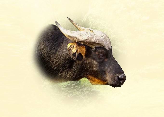 African forest buffalo