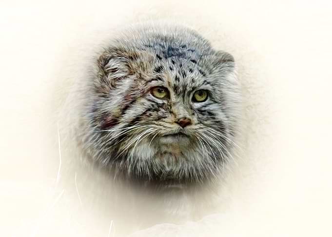 Manul