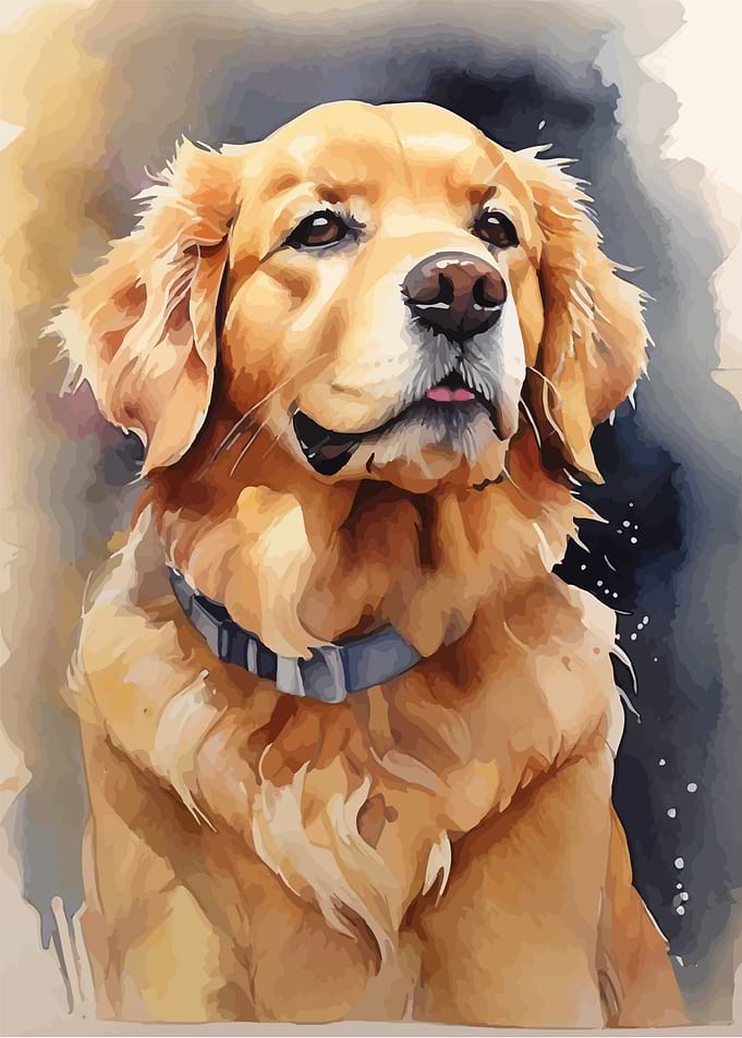 Golden retriever dog