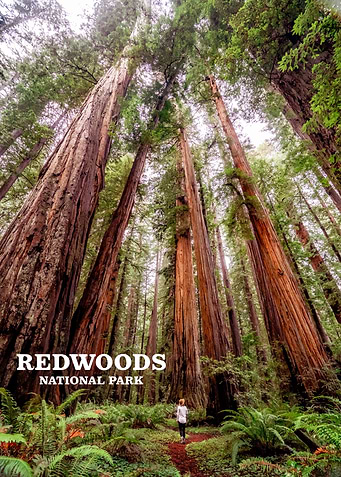 redwood national park