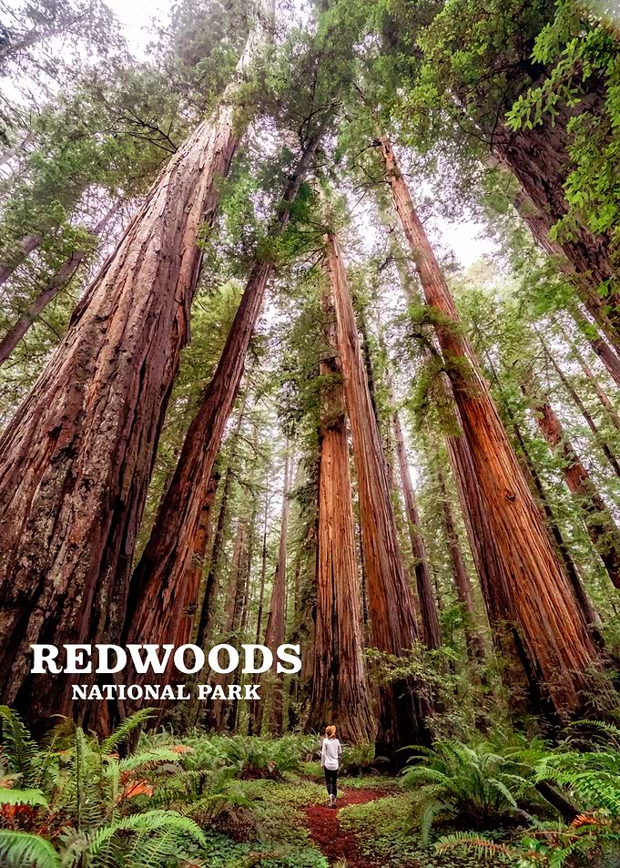 redwood national park