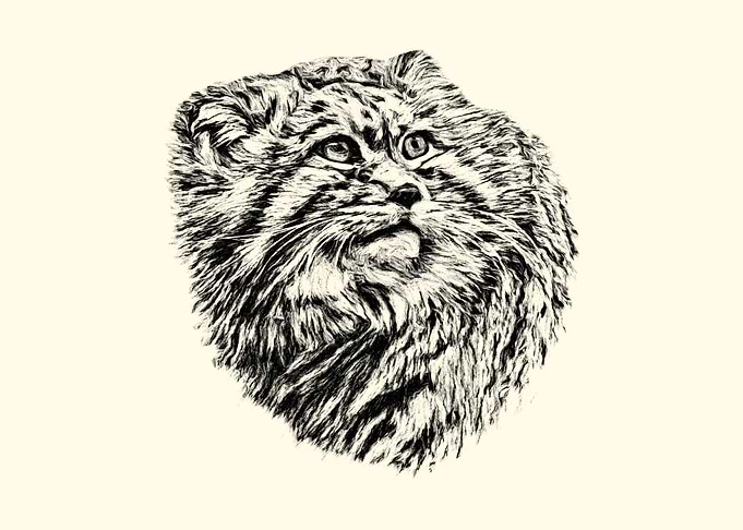 Manul