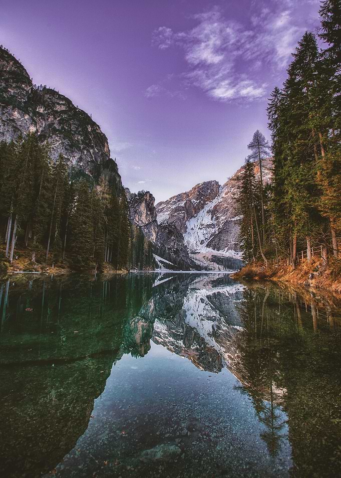 Amazing forest