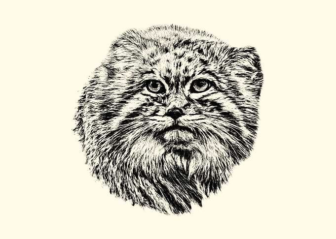 Manul