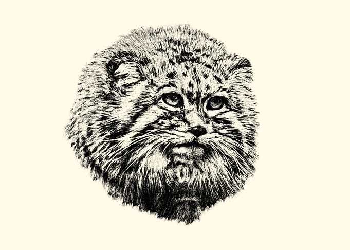 Manul