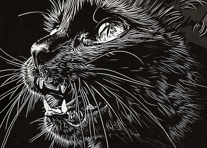 Black Cat Vintage
