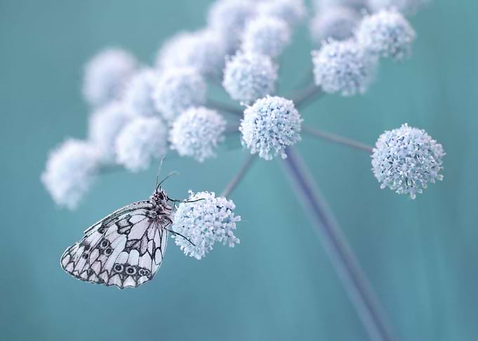 Summer butterfly