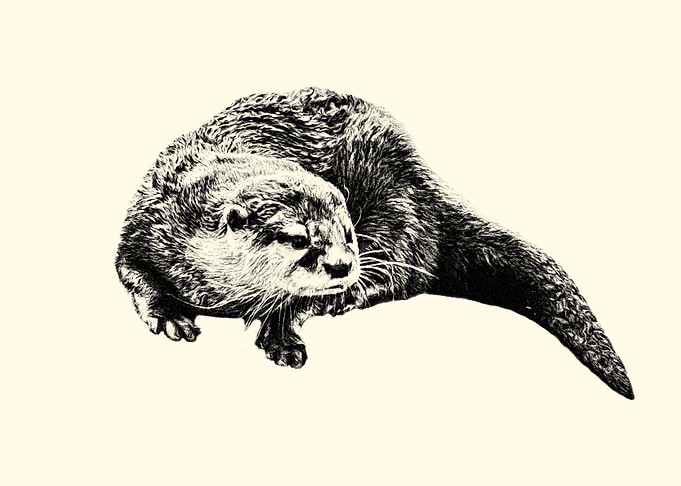 Otter