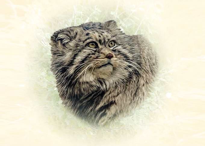 Manul