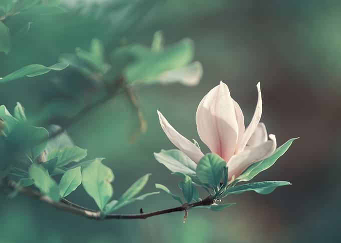 Pink magnolia park flower