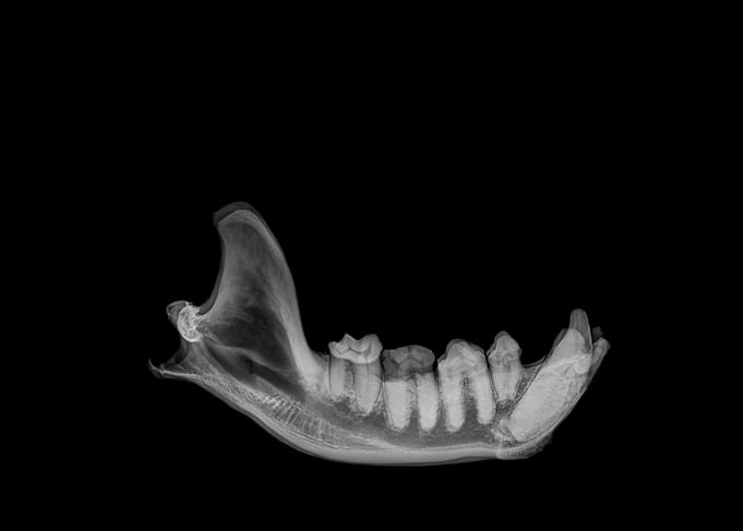 Hyaena skull X ray
