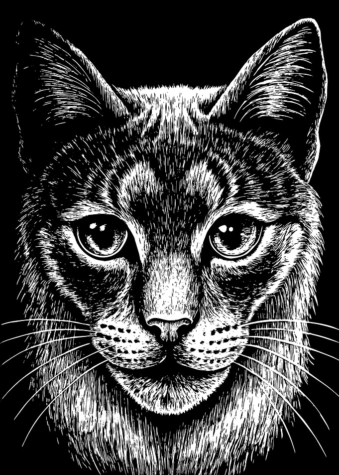 Black and White Cat Animal