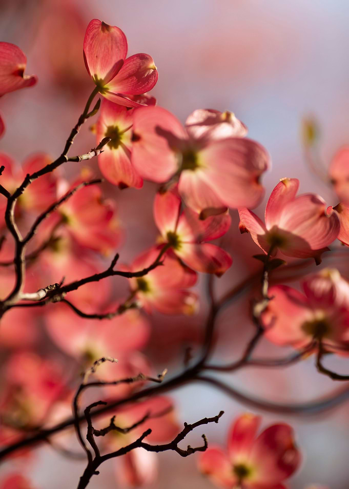 Spring flowers