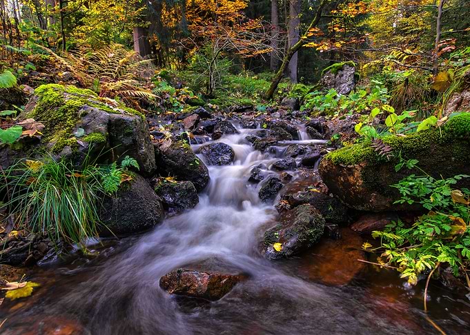 Autumn Forest