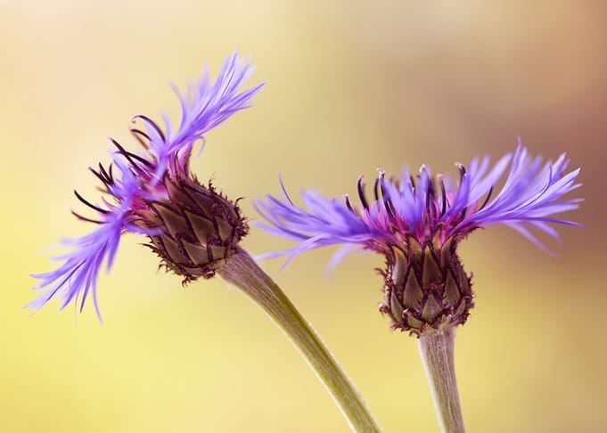 Field flowers