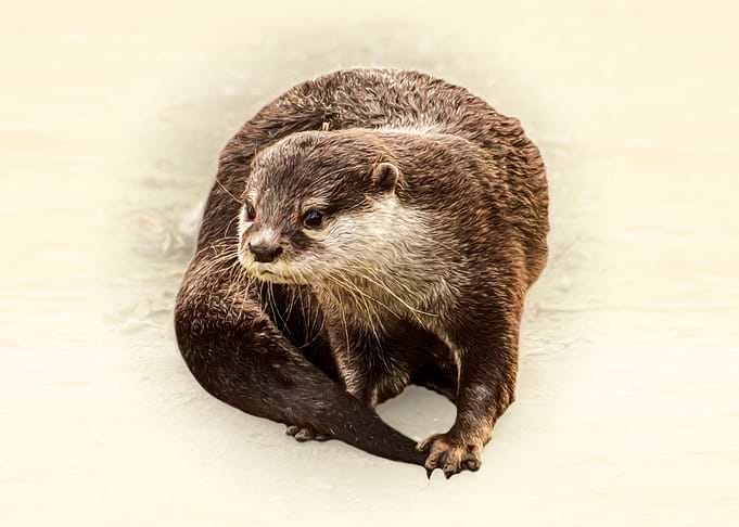 Otter
