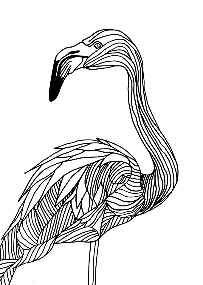 Lines art animal flamingo