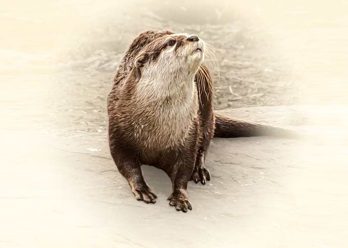 Otter