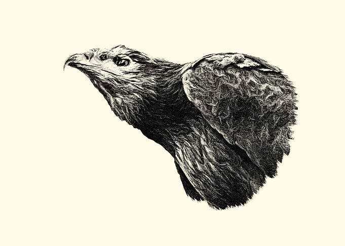 Eagle portrait